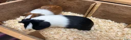 Guinea Pig rodents for sale: Male/Boars Dutch guinea pigs - Advert 7