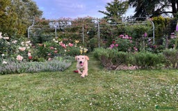 Labrador Retriever dogs for sale: 🐾 Rocky – 7 Month Old Labrador Puppy 🐾 - Image 2