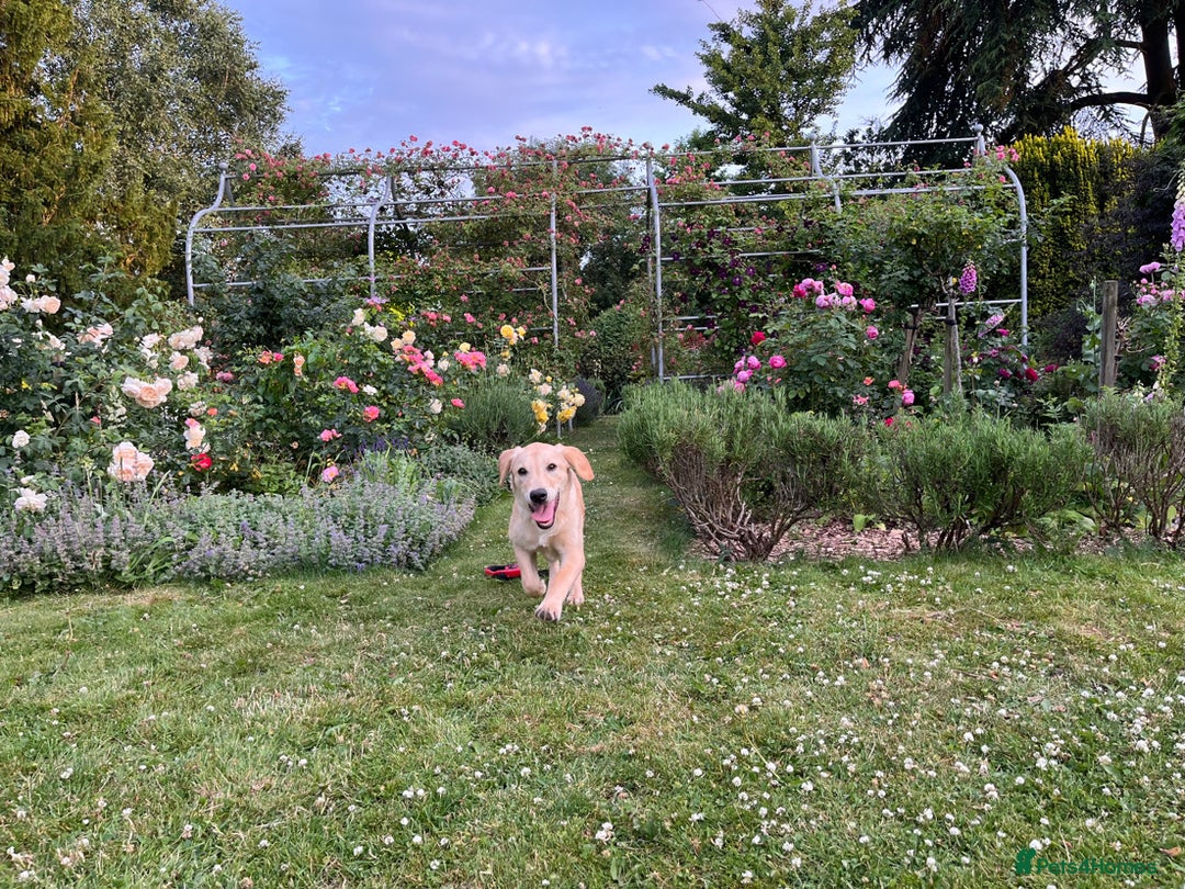 Labrador Retriever dogs for sale: 🐾 Rocky – 7 Month Old Labrador Puppy 🐾 - Image 2