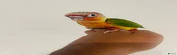 Conures birds for sale: Hand reared conures for sale  - Advert 12