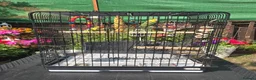Lovebirds birds for sale: 2 Lovebirds with Large Cage Food Accessories - Advert 2