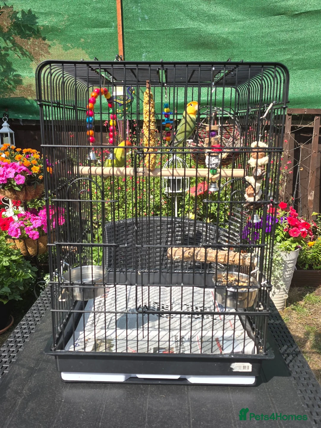 Lovebirds birds for sale: 2 Lovebirds with Large Cage Food Accessories - Advert 2