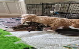 Havanese dogs for sale: Havanese  - Image 10