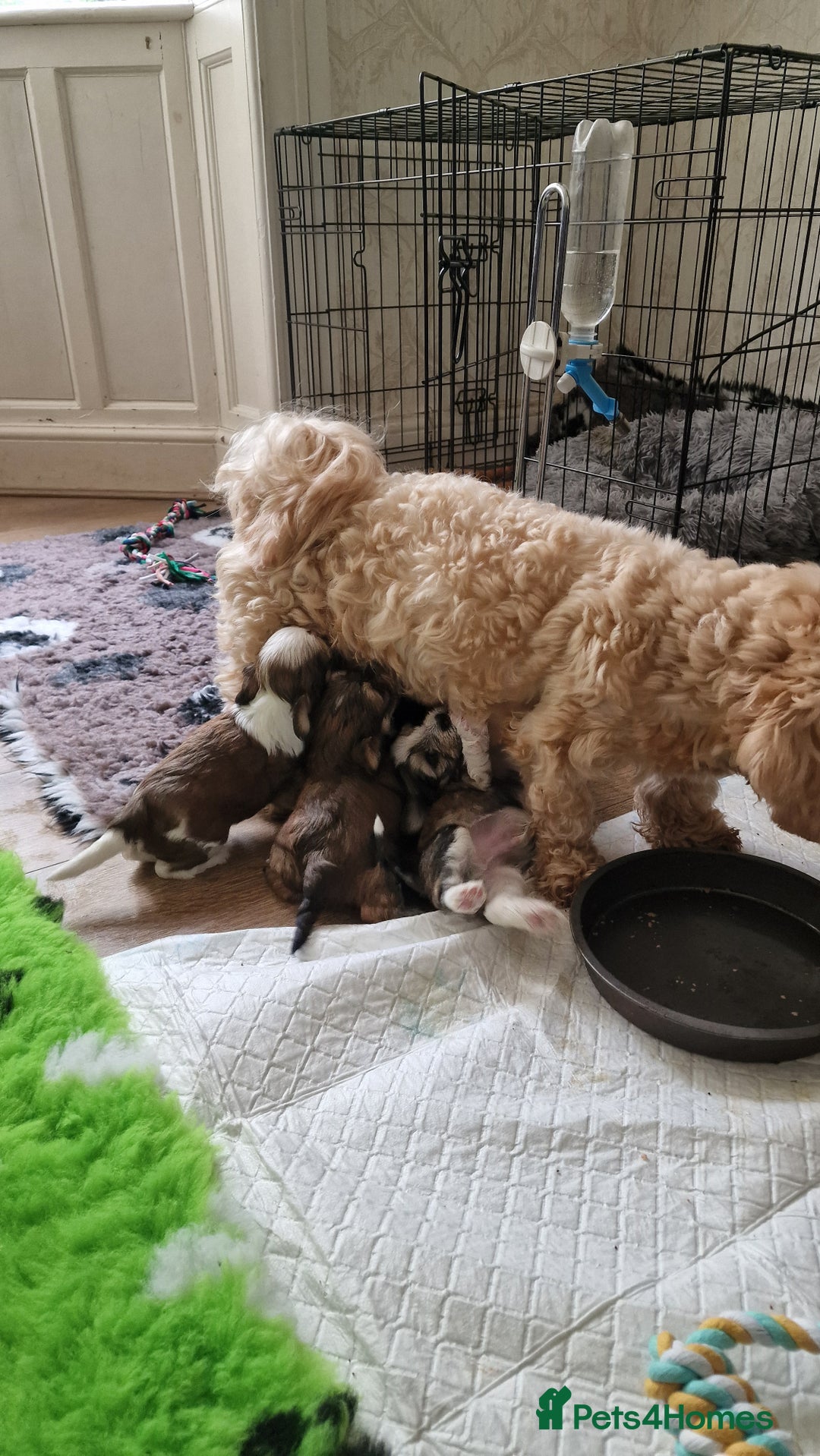 Havanese dogs for sale: Havanese  - Image 10