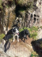 Mixed Breed dogs - Advert 6