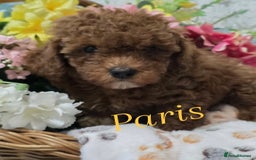 Toy Poodle dogs for sale: Kc reg deep red toy poodle council licensed  - Image 28