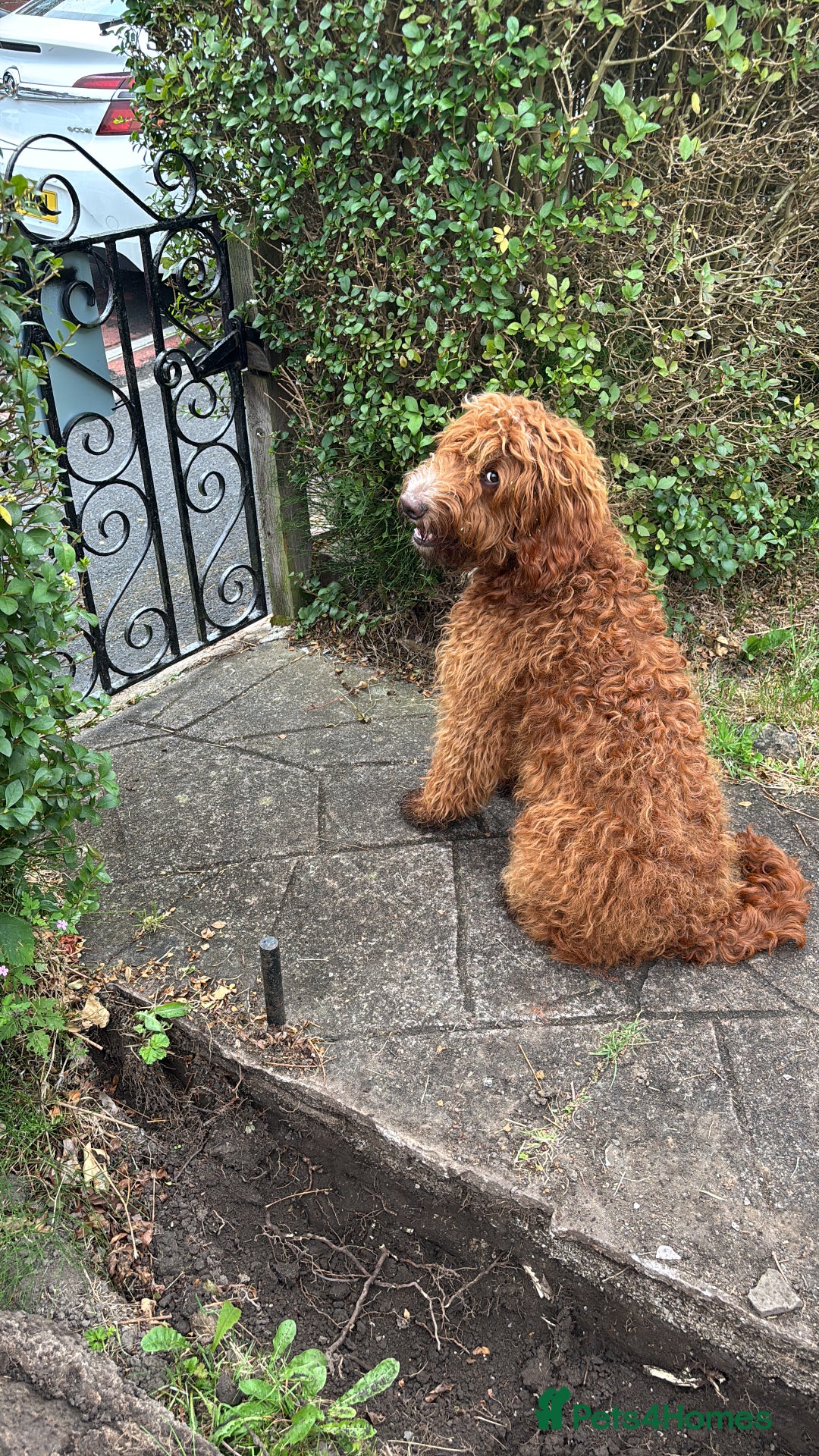 Irish Doodle dogs for sale: 1 year old setterpoo/Irish doodle - Image 1