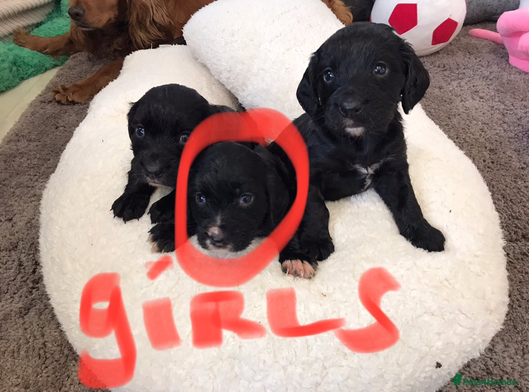 Cocker Spaniel dogs for sale: Cocker spaniel worker puppies  - Image 9