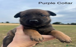 Belgian Shepherd Dog dogs for sale: Beautiful Belgian Malinois puppies - Image 2