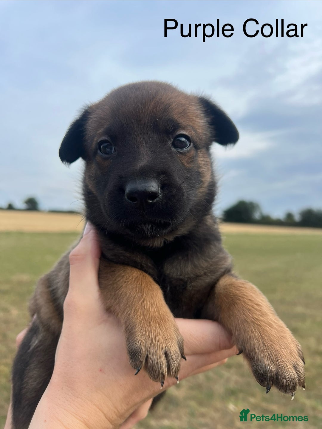 Belgian Shepherd Dog dogs for sale: Beautiful Belgian Malinois puppies - Image 2
