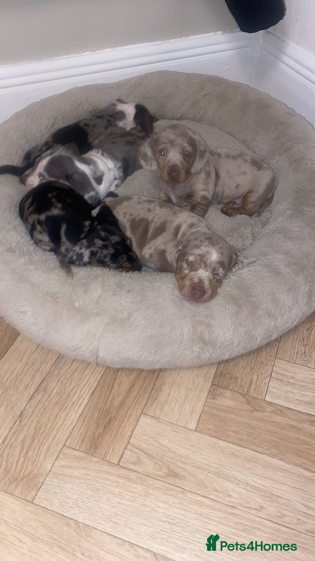 Dachshund dogs for sale: Miniature dapple dachshunds 5 puppies  - Advert 7