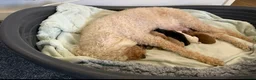 Australian Labradoodle dogs for sale: Snowys Australian labradoodles(reservation’s open) - Advert 7
