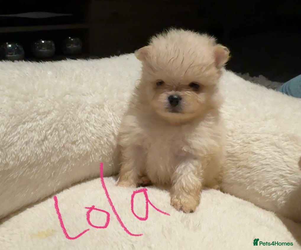 Pomeranian dogs Pomeranian puppies  - Advert 9