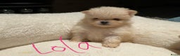 Pomeranian dogs for sale: Pomeranian puppies  - Advert 1