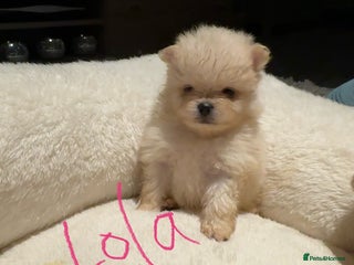 Pomeranian dogs Pomeranian puppies - Advert 1