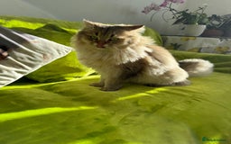 British Longhair cats for sale: British Longhair Kitten for sale  - Image 21