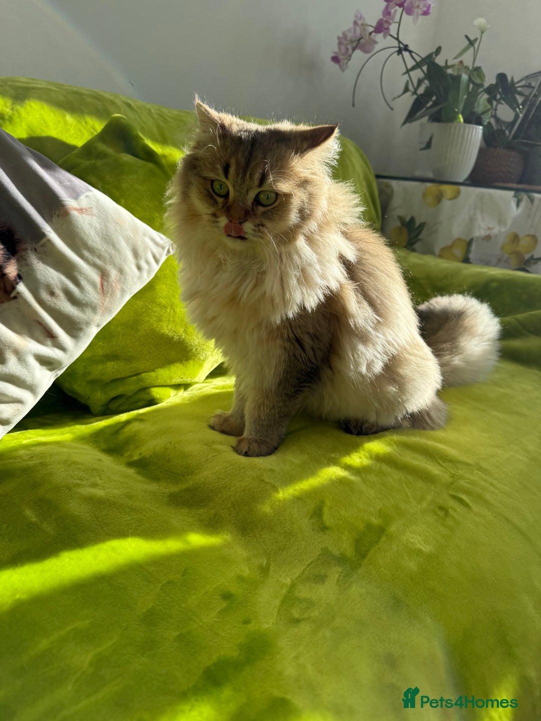 British Longhair cats for sale: British Longhair Kitten for sale  - Image 21
