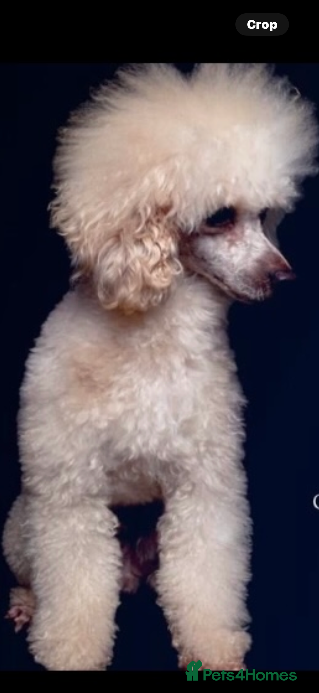Cockapoo dogs for sale: F1b Toy Cockapoo Merle, Apricot, cream and Black  - Advert 10
