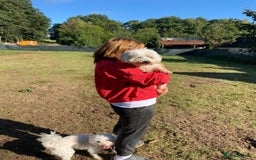 Bichon Frise dogs for adoption: OSCAR - an oldish but lovely boy for a Loving Home - Image 6