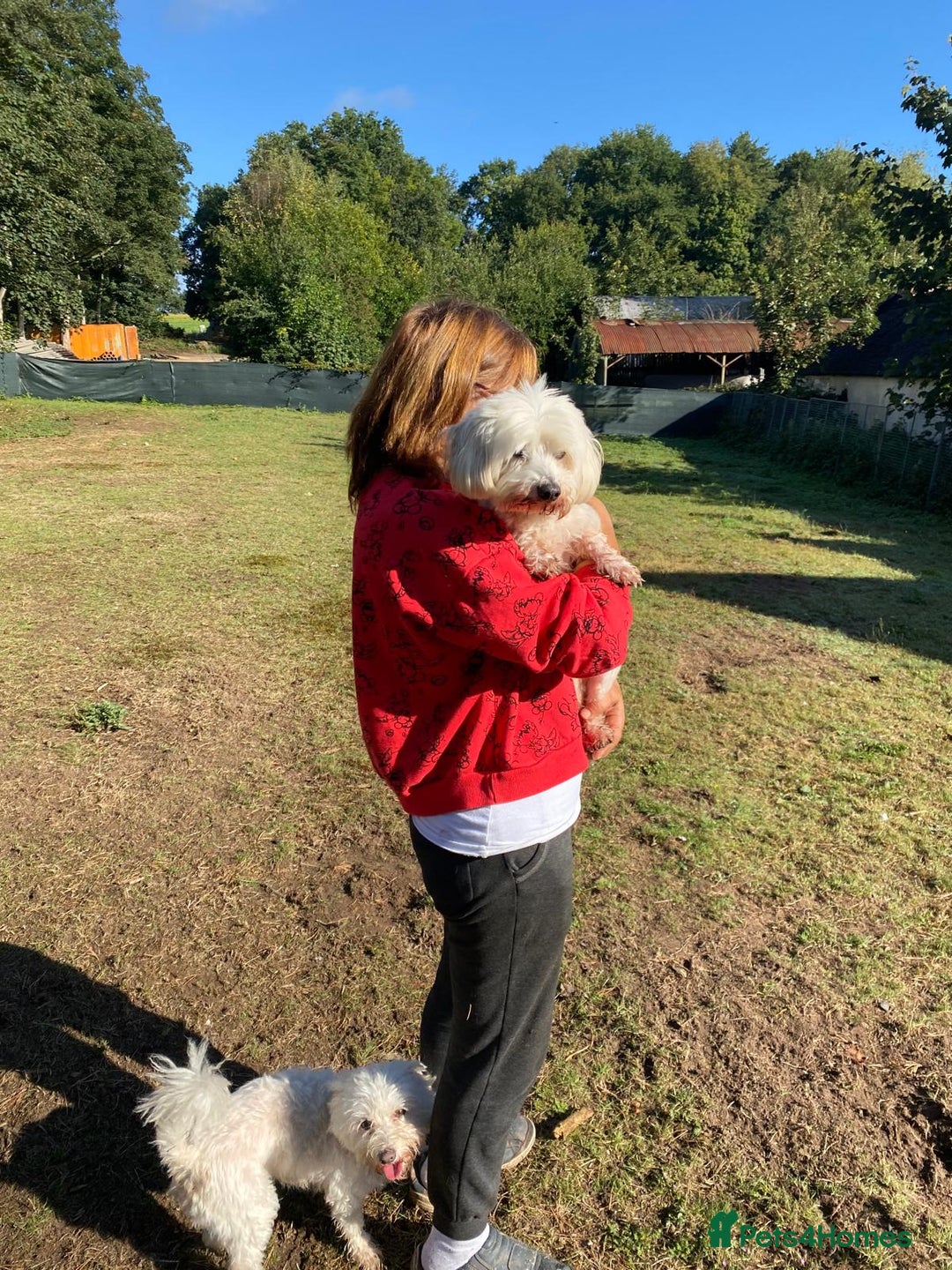 Bichon Frise dogs for adoption: OSCAR - an oldish but lovely boy for a Loving Home - Image 6