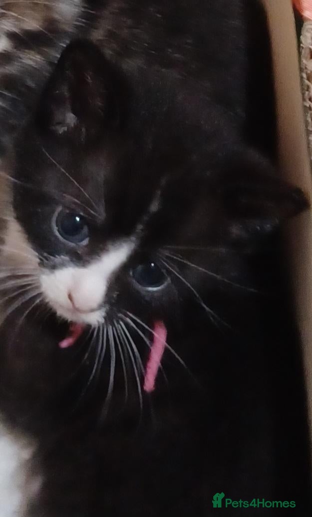 Mixed Breed cats for sale: 3boys&3 girls - Advert 5