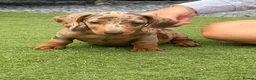 Dachshund dogs for sale: Dachshund puppies - Advert 5
