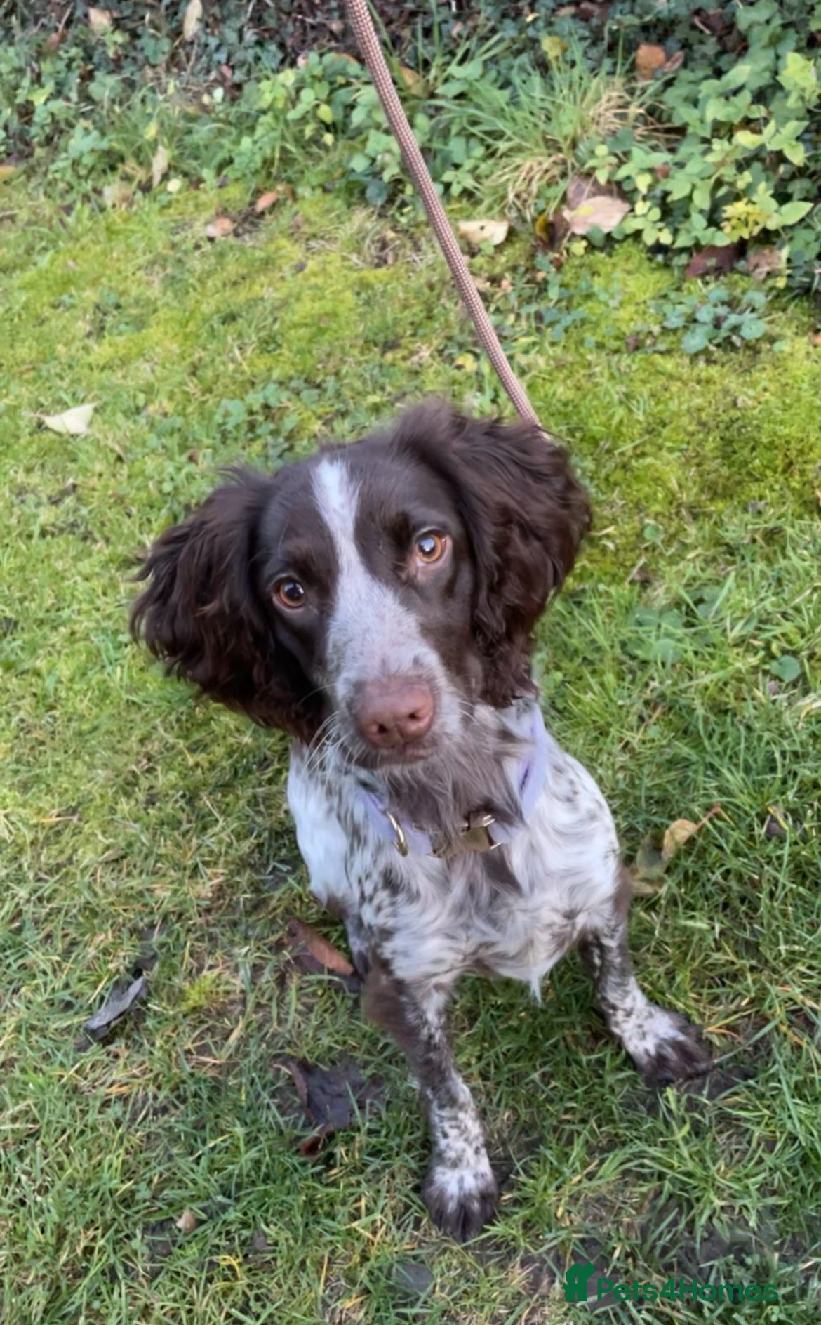 English Springer Spaniel dogs Willow springer spaniel  - Advert 8