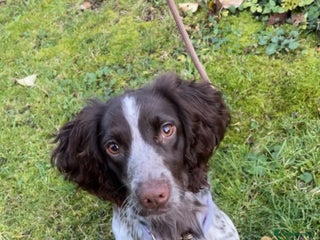 English Springer Spaniel dogs Willow springer spaniel - Advert 1