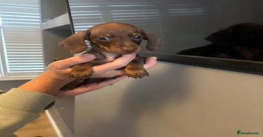 Dachshund dogs - Advert 7