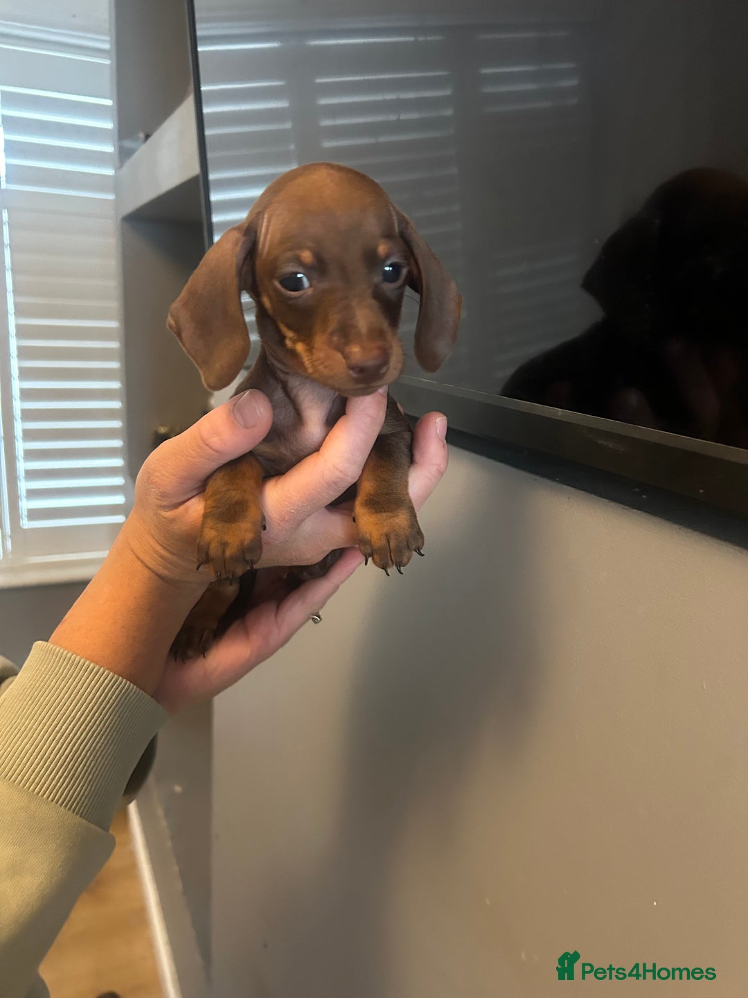 Dachshund dogs for sale: Beautiful miniature dachshunds ready now  - Image 3