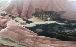 Mixed Breed cats for sale: FREE - CAT LOOKING FOR A NEW LOVING HOME - Image 5