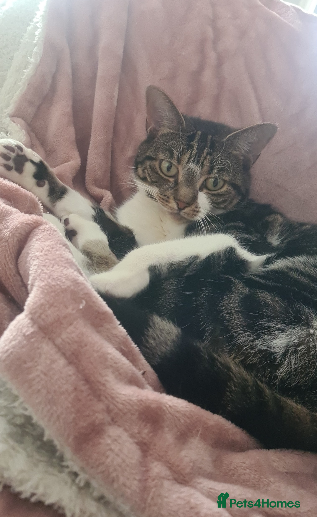Mixed Breed cats for sale: FREE - CAT LOOKING FOR A NEW LOVING HOME - Image 5
