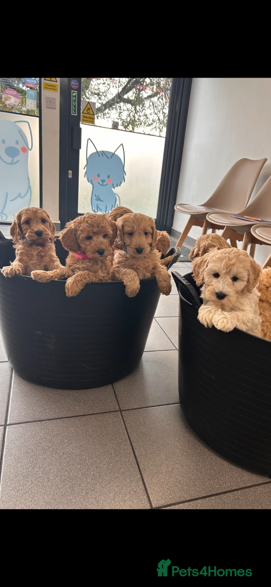 Cockapoo dogs Cockapoo males and females  - Advert 1