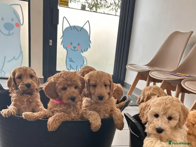 Cockapoo dogs Cockapoo males and females - Advert 1