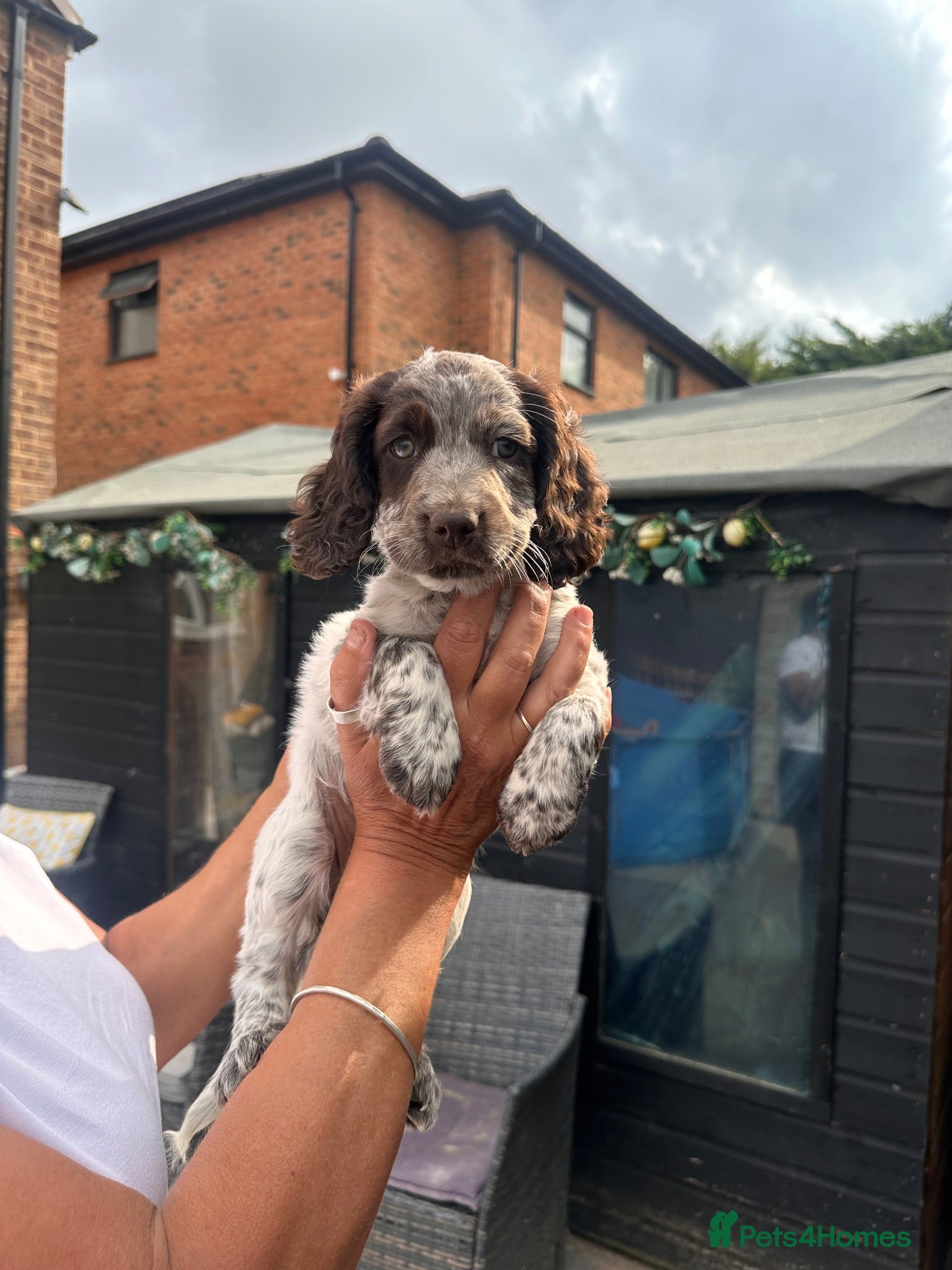 Cocker Spaniel dogs 1 girl left ready now  - Advert 15