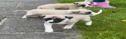 Whippet dogs for sale: Stunning Fawn Whippet Pups  in Winkleigh - Advert 23
