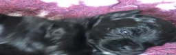 Mixed Breed dogs for sale: Shorkie poo puppies  in Belper - Advert 10