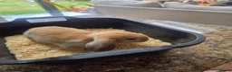 Mini Lop rabbits for sale: Mini Lop Bunnies for sale in Stockport - Advert 6