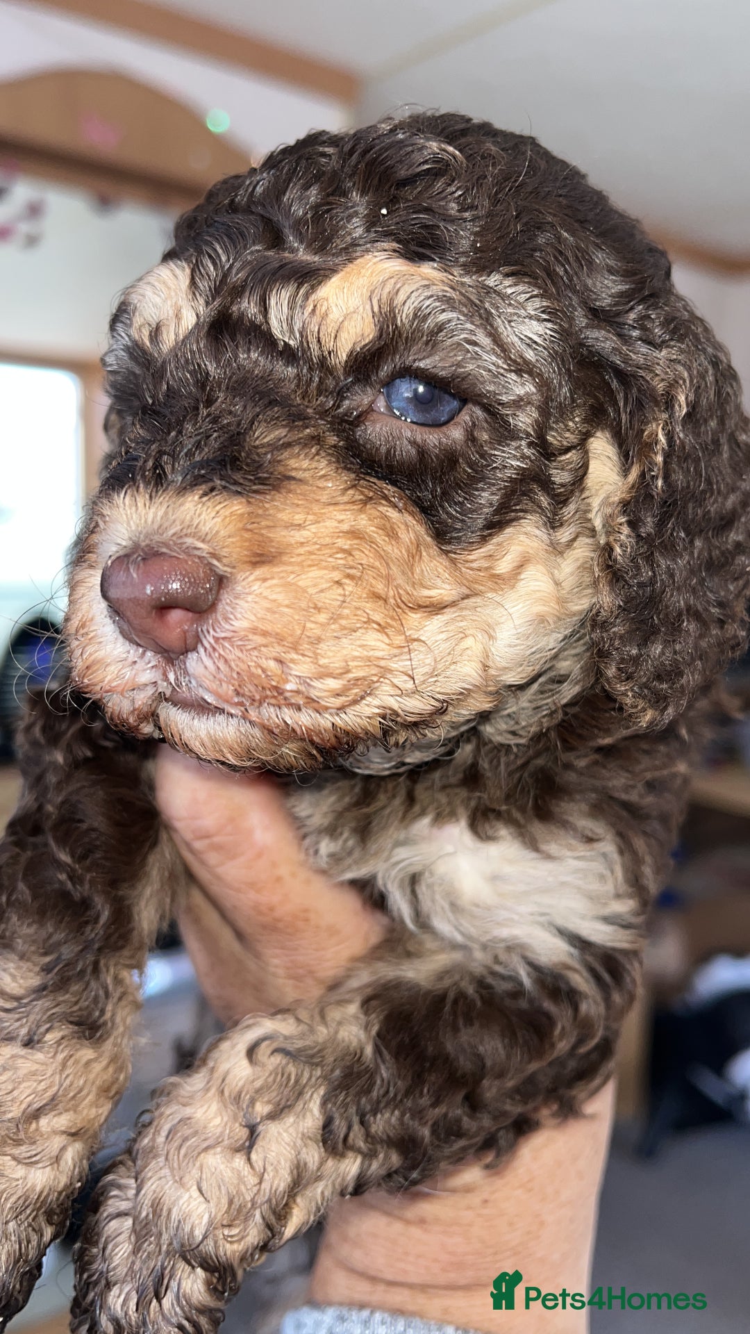 Cockapoo dogs for sale: Cockerpoo puppies - Image 1