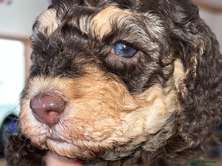 Cockapoo dogs - Advert 8