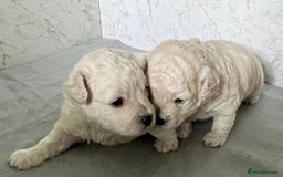 Bichon Frise dogs for sale: Bichon frise - Image 2