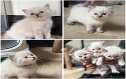 Ragdoll cats for sale: 🐾 Ragdoll kittens - ONE MALE TWO FEMALE LEFT 🐾 - Image 1