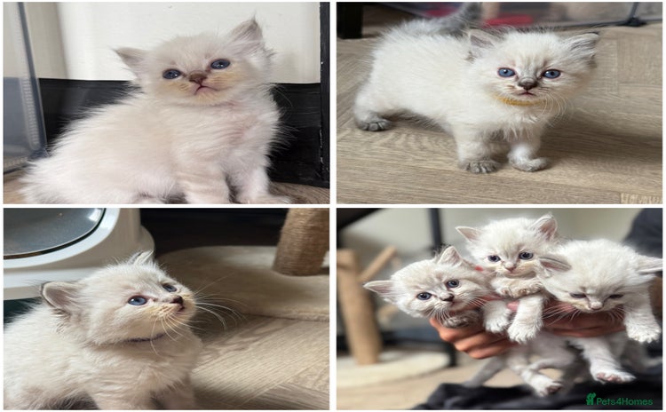 Ragdoll cats - Advert 3