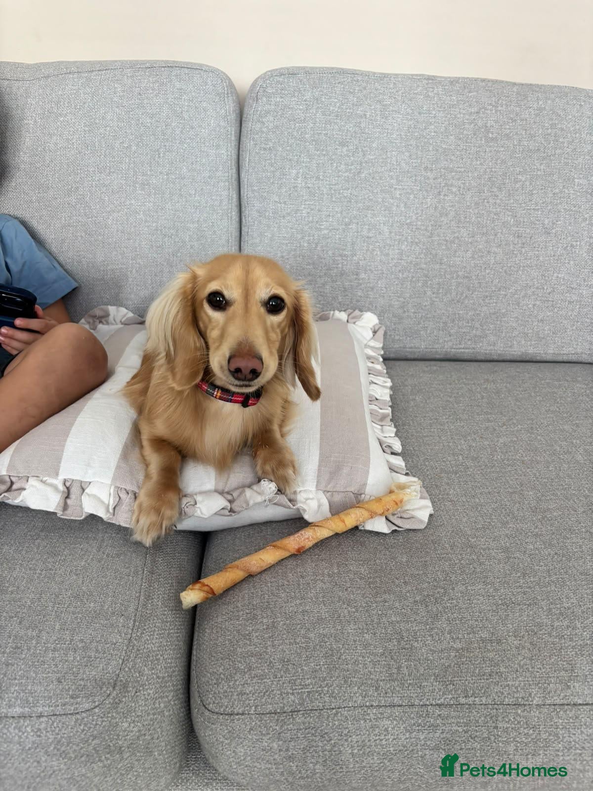 Miniature Dachshund dogs for stud: KC Registered miniature Cream Long haired  - Advert 1