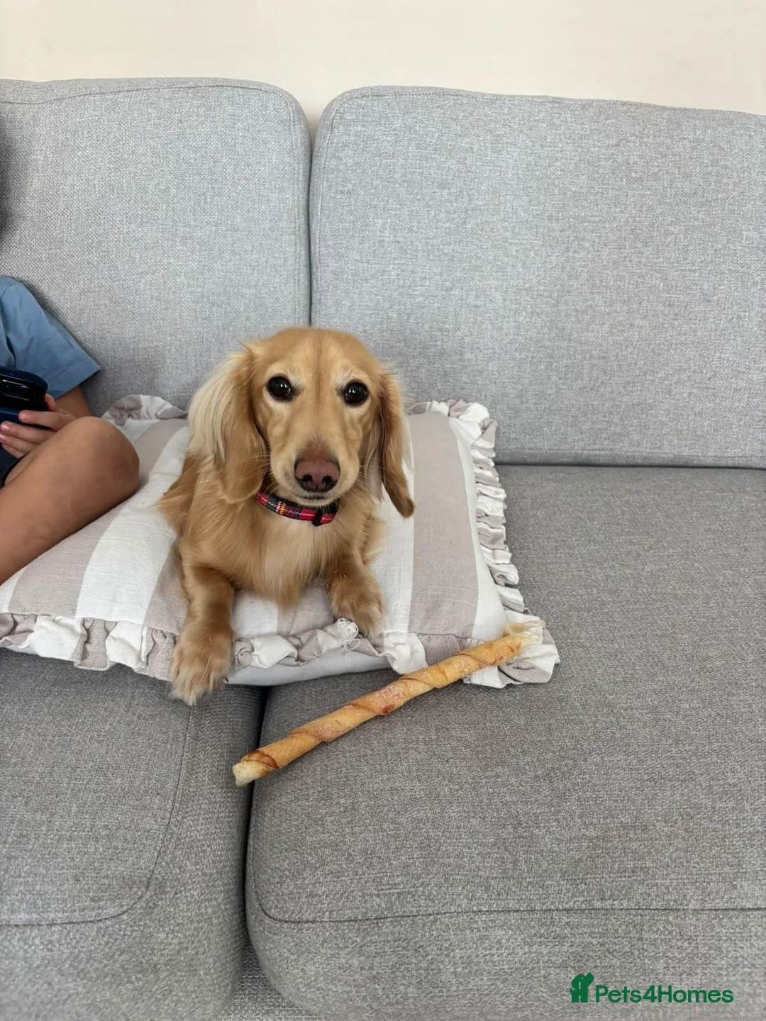 Miniature Dachshund dogs for stud: KC Registered miniature Cream Long haired  - Advert 1