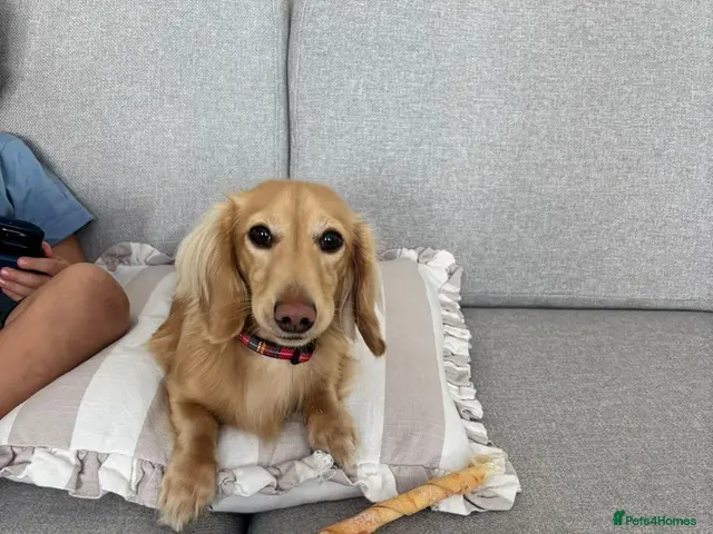 Miniature Dachshund dogs for stud: KC Registered miniature Cream Long haired - Advert 1