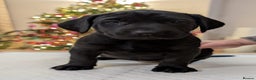 Labrador Retriever dogs for sale: Black KC Registered Labrador Puppies - Advert 7