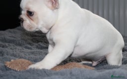 French Bulldog dogs for sale: Male French Bull Dog Platinum White - Image 3