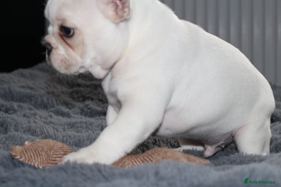 French Bulldog dogs for sale: Male French Bull Dog Platinum White - Image 3