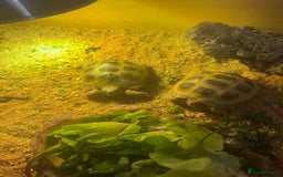Hermann Tortoise reptiles for sale: 2 tortoises for sale  - Image 1